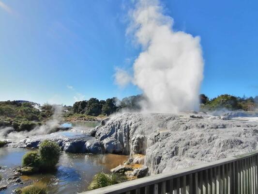 Pohutu Geysir in Rotorua