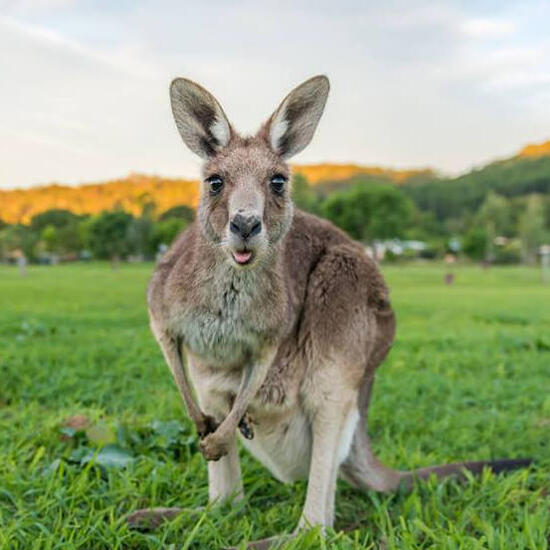 Restart Australia - Unsere Stipendien zur Grenzöffnung