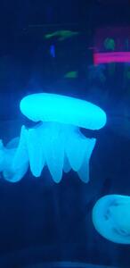 Sea Jellies