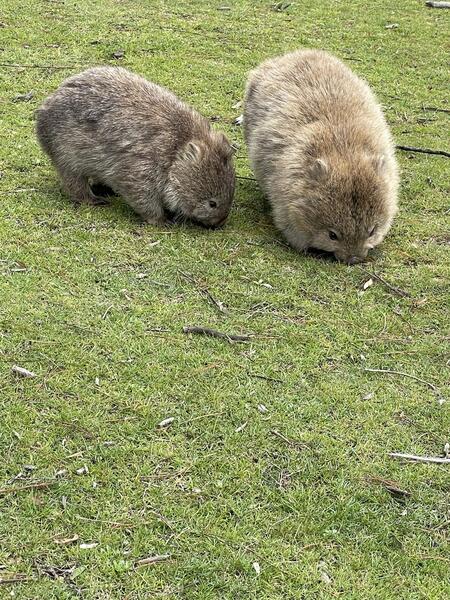 Wombats