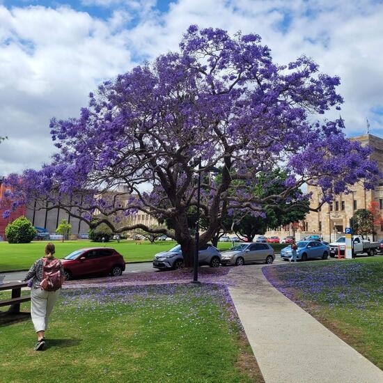 Markus' Erfahrungsbericht zum Auslandssemester an der University of Queensland