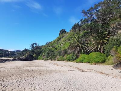 Waiheke Palm Beach