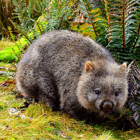 Das Geheimnis des würfelförmigen Wombat-Kots