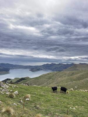 Wanderung in Lyttelton