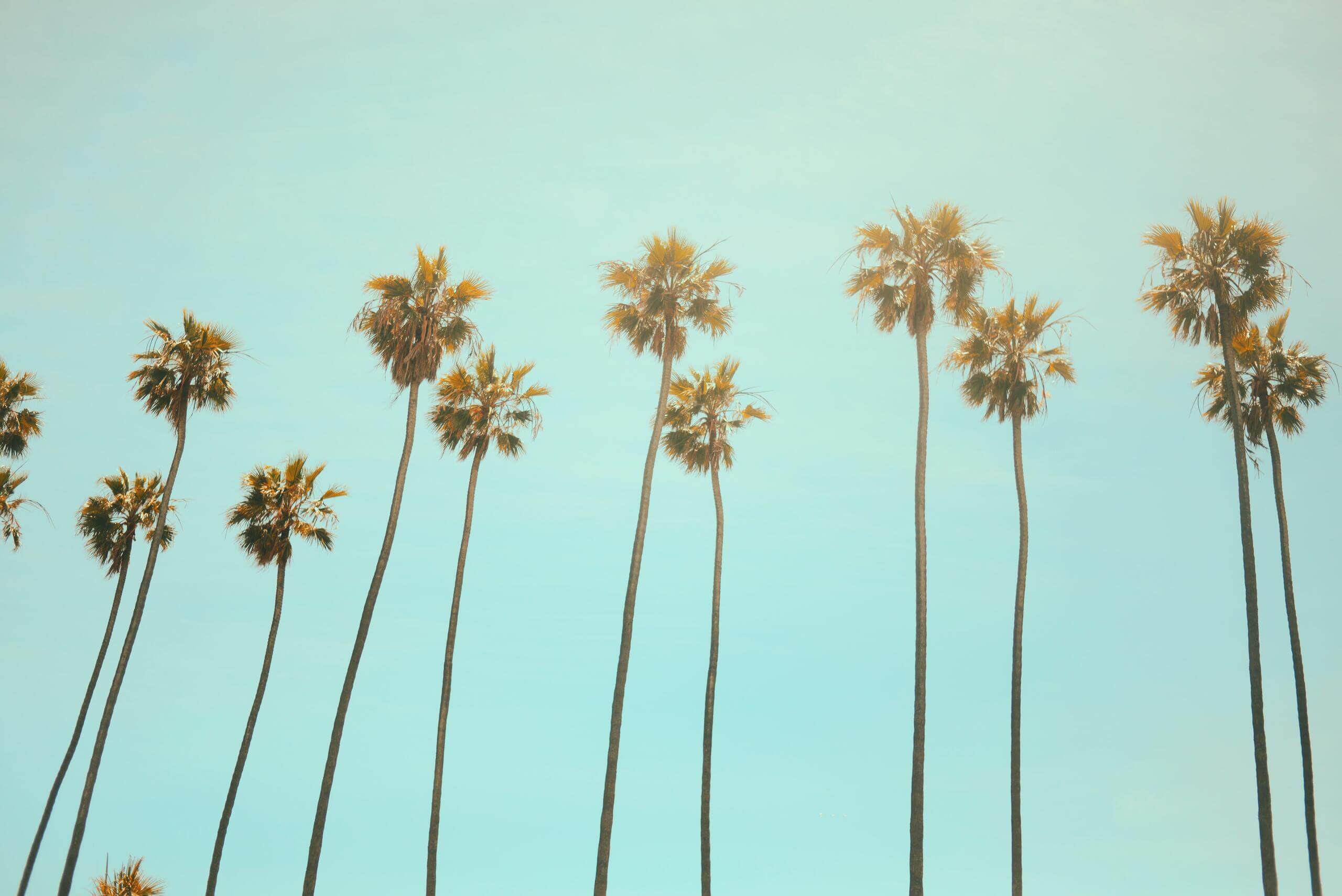 USA street with palmtrees