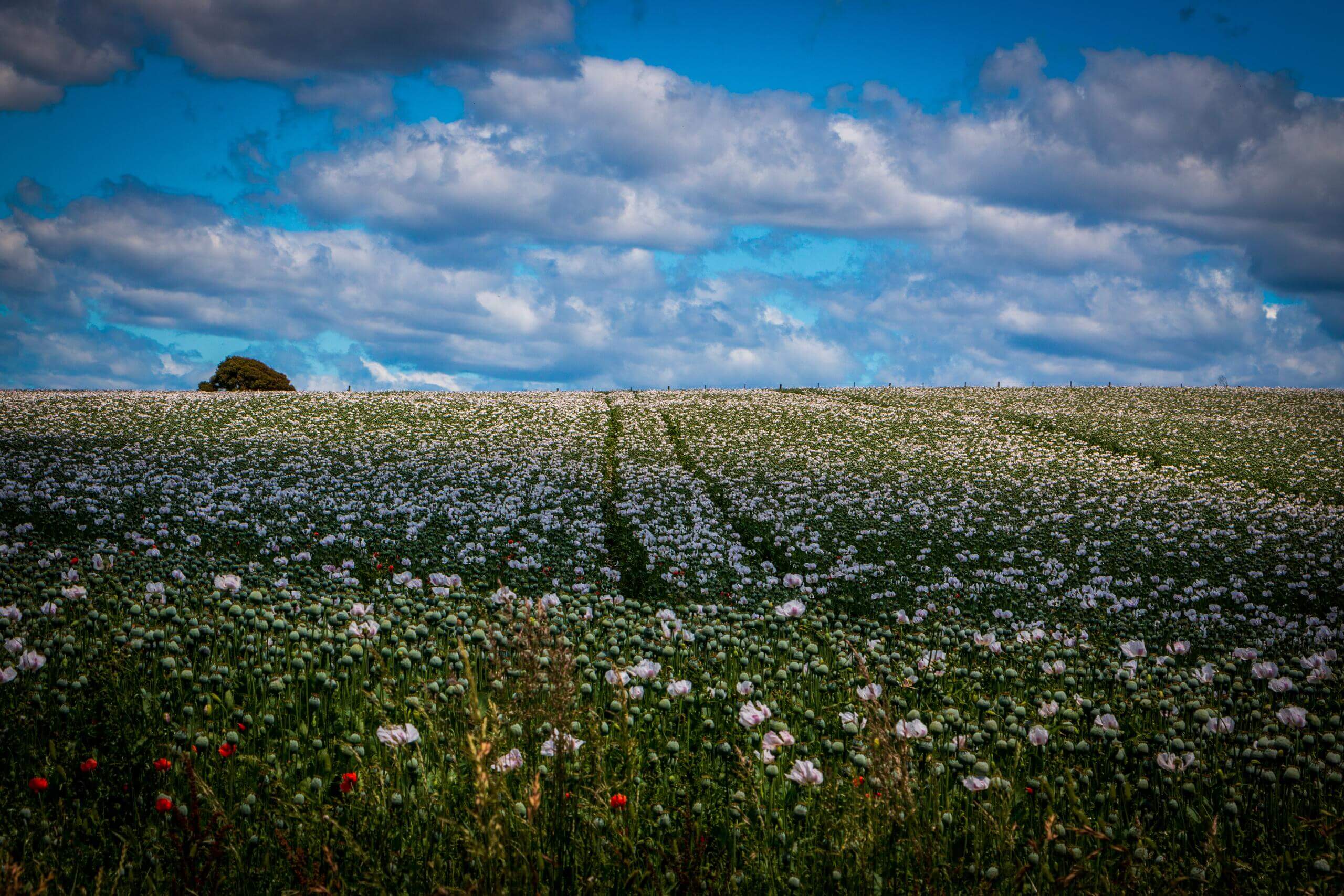 Tasmanien Blumenwiese