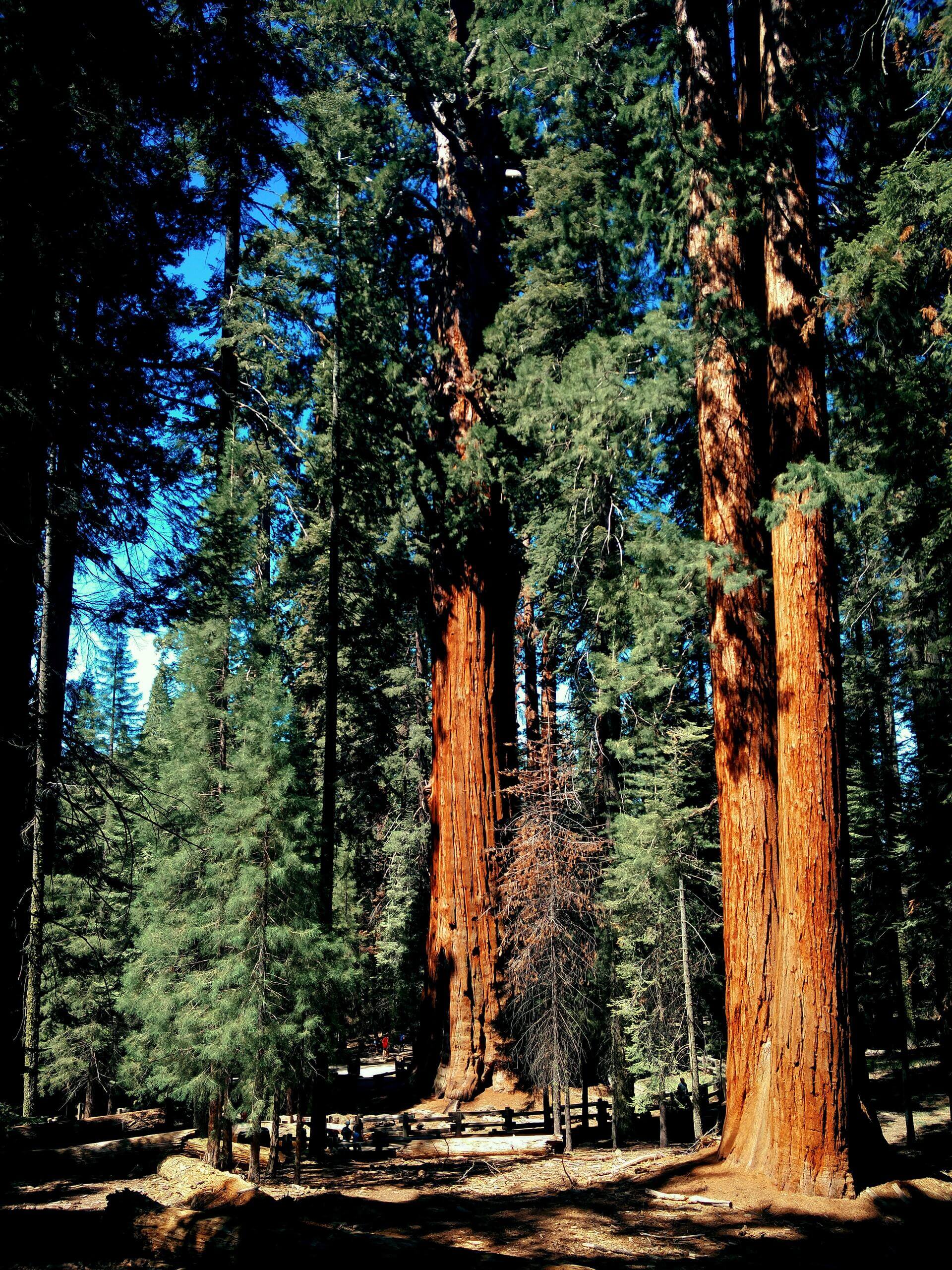 Nationalpark Kalifornien